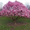 Ann Magnolia Tree Live Plant - 6-12" Seedling in 2.5" Pot - Outdoor Flowering Shrub - Image 1