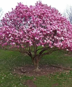 Ann Magnolia Tree Live Plant - 6-12" Seedling in 2.5" Pot - Outdoor Flowering Shrub - Image 1
