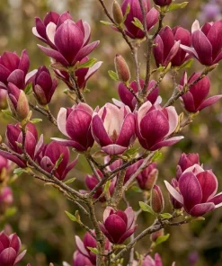 Ann Magnolia Tree Live Plant – Purple Red Flowers – 6-12" Tall – 2.5" Pot - Image 2