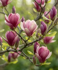 Ann Magnolia Tree Live Plant – Purple Red Flowers – 6-12