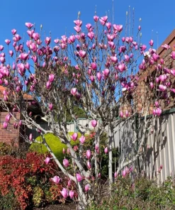Ann Magnolia Tree Live Plant - Purple Red Flowers, 6-12