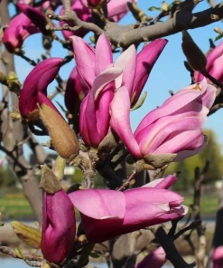 Ann Magnolia Tree Live Plant - Purple Red Flowers, 6-12