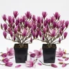Ann Magnolia Tree Live Plant - Purple Red Flowers, 6-12" Tall, 2.5" Pot - Image 1