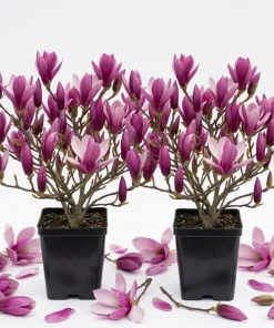 Ann Magnolia Tree Live Plant - Purple Red Flowers, 6-12" Tall, 2.5" Pot - Image 1