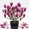 Ann Magnolia Tree Live Plant – Purple Red Flowers – 6-12" Tall – 2.5" Pot - Image 1