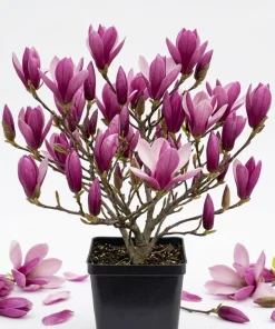 Ann Magnolia Tree Live Plant – Purple Red Flowers – 6-12" Tall – 2.5" Pot - Image 1