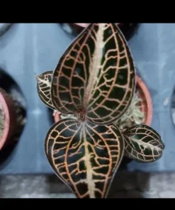 Anoectochilus Jewel Orchid Live Plant – Rare Golden Houseplant - Image 2