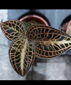 Anoectochilus Jewel Orchid Live Plant – Rare Golden Houseplant - Image 3