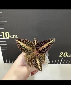 Anoectochilus Jewel Orchid Live Plant – Rare Golden Houseplant - Image 4