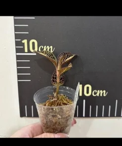 Anoectochilus Jewel Orchid Live Plant – Rare Golden Houseplant - Image 5
