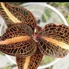 Anoectochilus Jewel Orchid Live Plant – Rare Golden Houseplant - Image 1