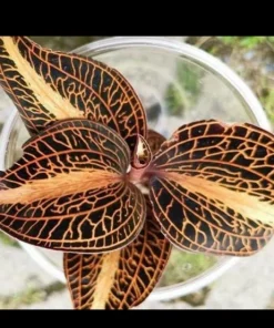 Anoectochilus Jewel Orchid Live Plant – Rare Golden Houseplant - Image 1