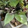 Anthurium Andraeanum Live Plant - Flamingo Flower Tropical Indoor Houseplant - Image 1