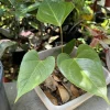 Anthurium Andraeanum Plant - Live Houseplant - Vibrant Blooms - Image 1