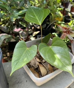 Anthurium Andraeanum Plant - Live Houseplant - Vibrant Blooms - Image 1