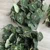Anthurium Crystallinum Live Plant – Velvet Leaf Houseplant – Indoor - Image 1