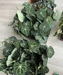 Anthurium Crystallinum Live Plant – Velvet Leaf Houseplant – Indoor - Image 1