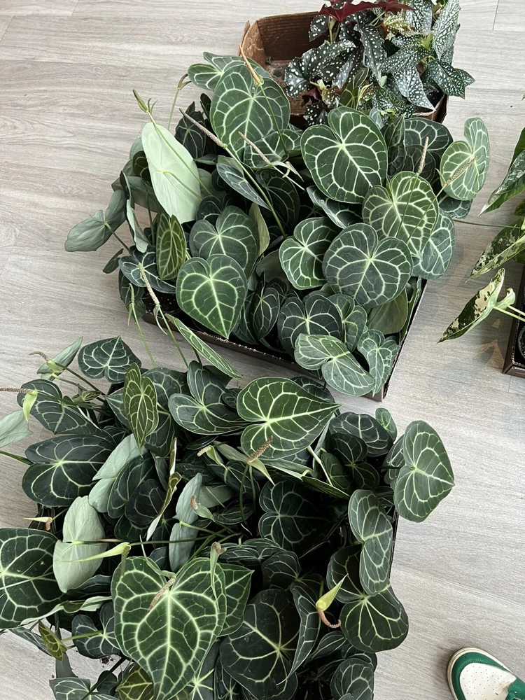 Anthurium Crystallinum Live Plant – Velvet Leaf Houseplant – Indoor - Image 1