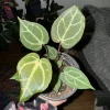 Anthurium Crystallinum Red Live Plant – Rare Velvet Leaf Houseplant - Image 1