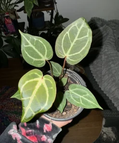 Anthurium Crystallinum Red Live Plant – Rare Velvet Leaf Houseplant - Image 1