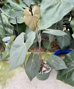 Anthurium faustomirandae Live Plant - Mature Giant Size Indoor Houseplant - Image 2