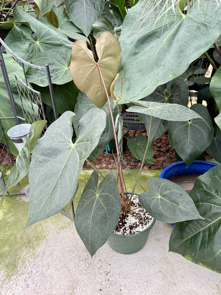 Anthurium faustomirandae Live Plant - Mature Giant Size Indoor Houseplant - Image 2