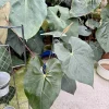Anthurium faustomirandae Live Plant - Mature Giant Size Indoor Houseplant - Image 1