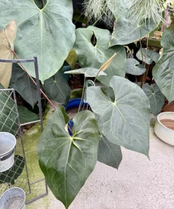 Anthurium faustomirandae Live Plant - Mature Giant Size Indoor Houseplant - Image 1