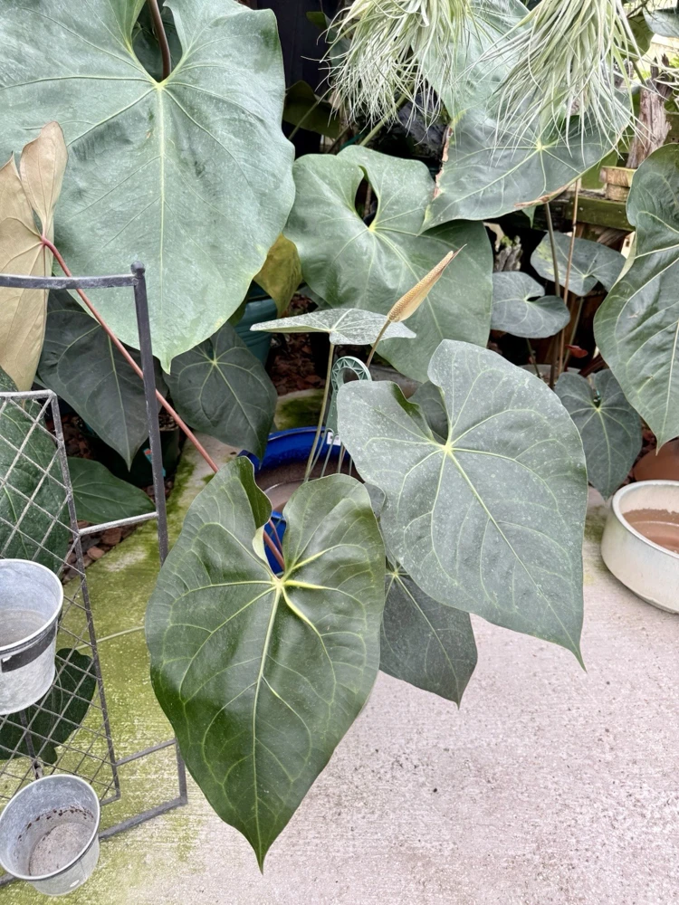 Anthurium faustomirandae Live Plant - Mature Giant Size Indoor Houseplant - Image 1