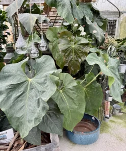 Anthurium faustomirandae Live Plant - Mature Giant Size Indoor Houseplant - Image 3