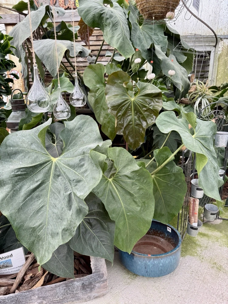 Anthurium faustomirandae Live Plant - Mature Giant Size Indoor Houseplant - Image 3