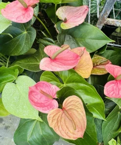 Anthurium Live Plant – Flamingo Flower Tropical Indoor Houseplant - Image 1