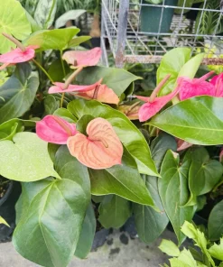 Anthurium Live Plant – Flamingo Flower Tropical Indoor Houseplant - Image 2