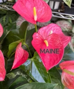 Anthurium Live Plant - Flamingo Flower Tropical Indoor Houseplant - Image 3