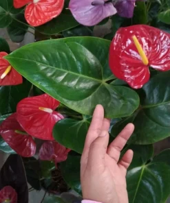 Anthurium Live Plant - Flamingo Flower Tropical Indoor Houseplant - Image 5