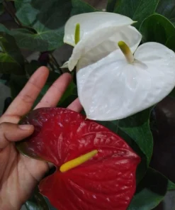 Anthurium Live Plant - Flamingo Flower Tropical Indoor Houseplant - Image 8