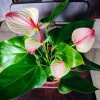 Anthurium Live Plant - Flamingo Flower Tropical Indoor Houseplant - Image 1