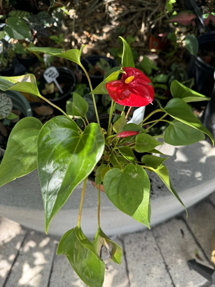 Anthurium Live Plant - Potted Houseplant for Indoor Decor - Image 2