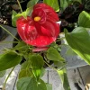 Anthurium Live Plant - Potted Houseplant for Indoor Decor - Image 1