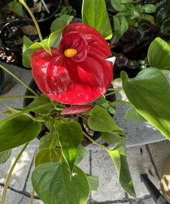 Anthurium Live Plant - Potted Houseplant for Indoor Decor - Image 1