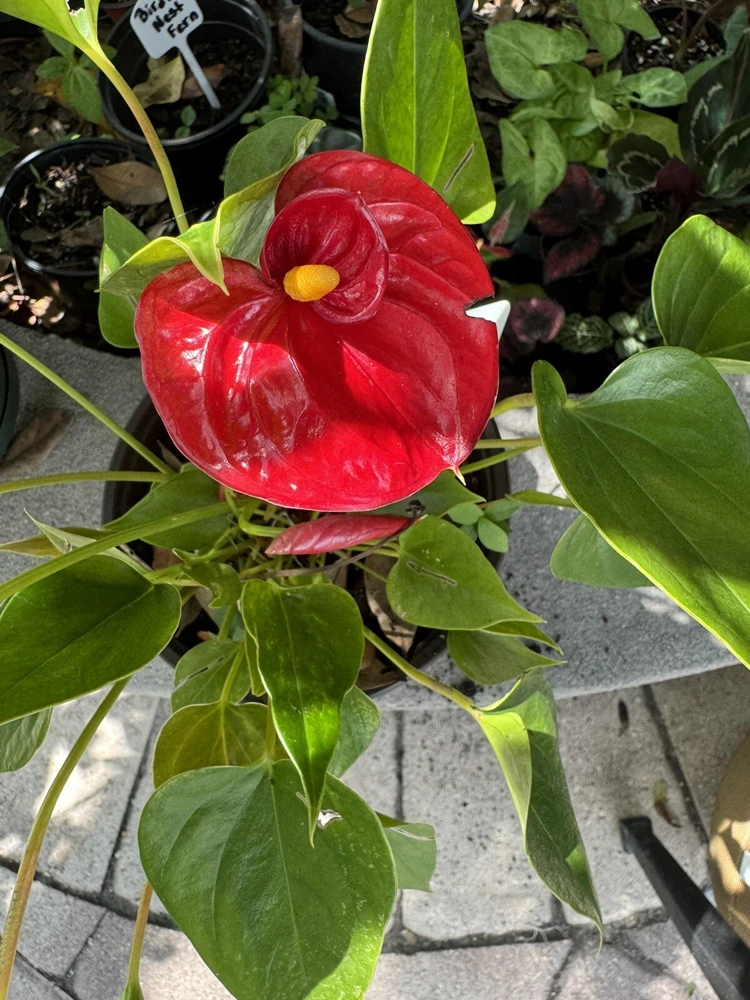 Anthurium Live Plant - Potted Houseplant for Indoor Decor - Image 1