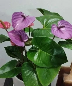 Anthurium Live Plant – Potted Houseplant – Indoor Flowering Plant - Image 2
