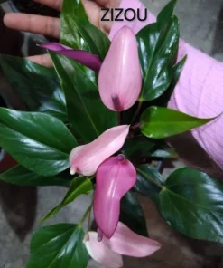 Anthurium Live Plant – Potted Houseplant – Indoor Flowering Plant - Image 4