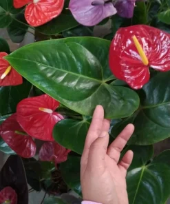Anthurium Live Plant – Potted Houseplant – Indoor Flowering Plant - Image 5