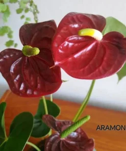 Anthurium Live Plant – Potted Houseplant – Indoor Flowering Plant - Image 6