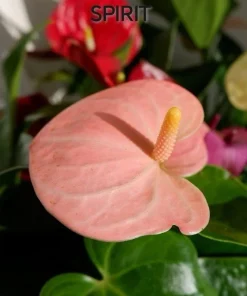Anthurium Live Plant – Potted Houseplant – Indoor Flowering Plant - Image 7