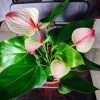 Anthurium Live Plant – Potted Houseplant – Indoor Flowering Plant - Image 1