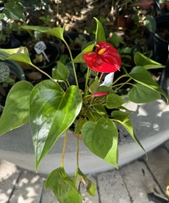 Anthurium Live Plant - Tropical Flamingo Lily Houseplant Indoor - Image 2