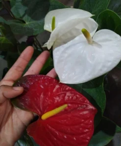 Anthurium Live Plant - Tropical Flamingo Lily Houseplant - Image 5