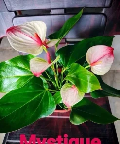Anthurium Live Plant - Tropical Flamingo Lily Houseplant - Image 1